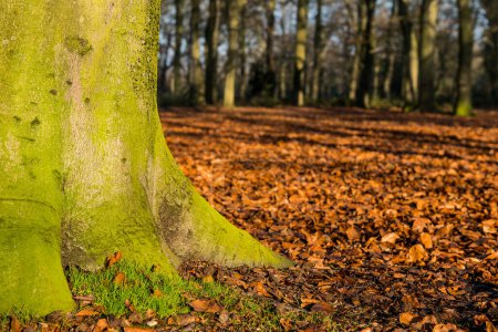 Foto de Árbol firmemente enraizado En el bosque rodeado de hojas caídas de otoño. - Imagen libre de derechos