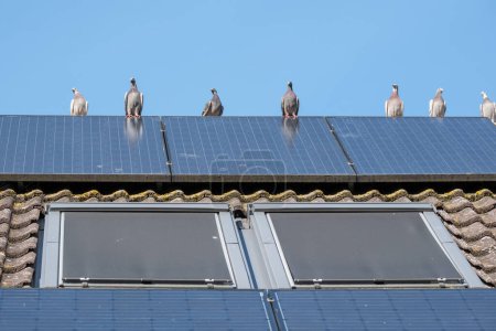 Eine Gruppe Brieftauben flirtet auf dem Dachfirst mit Solarzellen vor blauem Himmel