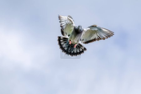 Téléchargez les photos : Un pigeon voyageur rentre chez lui et déploie ses ailes pour atterrir sur un ciel nuageux bleu comme arrière-plan - en image libre de droit
