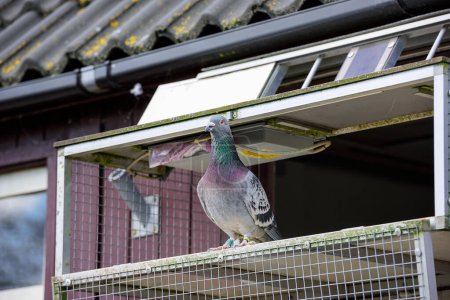 Téléchargez les photos : Beau pigeon porteur se tient dans l'ouverture de son pigeonnier loft et est prêt à voler - en image libre de droit