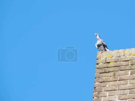 Téléchargez les photos : Beau pigeon de retour d'un long vol et repose sur une cheminée avec un ciel bleu comme arrière-plan - en image libre de droit