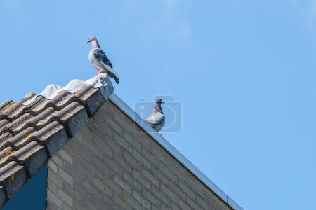 Téléchargez les photos : Deux pigeons porteurs sont de retour d'un long vol reposant sur le bord du toit avec un ciel bleu comme arrière-plan - en image libre de droit