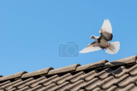 Téléchargez les photos : Beau pigeon domestique rentre à la maison et déploie ses ailes pour atterrir sur le toit contre un ciel bleu comme toile de fond - en image libre de droit