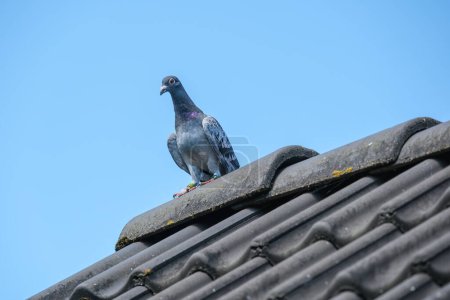 Téléchargez les photos : Belle pigeon transporteur est de retour d'un long vol reposant sur le toit avec un ciel bleu comme arrière-plan - en image libre de droit