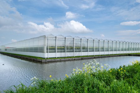 Téléchargez les photos : Perspective view of a modern industrial greenhouse in the Westland, the Netherlands. Westland est une région des Pays-Bas. - en image libre de droit