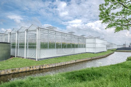 Téléchargez les photos : Perspective view of a modern industrial greenhouse in the Westland, the Netherlands. Westland est une région des Pays-Bas. - en image libre de droit