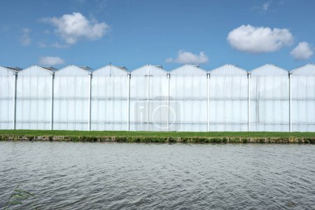 Téléchargez les photos : Vue frontale d'une serre industrielle moderne à Westland, aux Pays-Bas. Westland est une région des Pays-Bas. - en image libre de droit