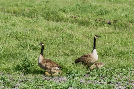 Téléchargez les photos : Oies canadiennes, branta canadensis, avec trois jeunes oisons dans l'herbe haute - en image libre de droit