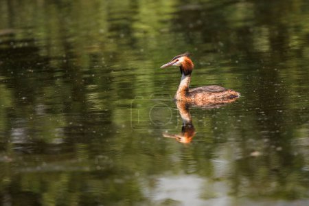 Téléchargez les photos : Belle baignade Grebe avec son reflet dans un étang qui est coloré vert par le reflet des arbres - en image libre de droit