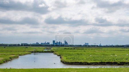 Téléchargez les photos : Ciel nuageux au-dessus de la skyline de Rotterdam aux Pays-Bas et un polder avec des moutons vu d'un canal de polder - en image libre de droit