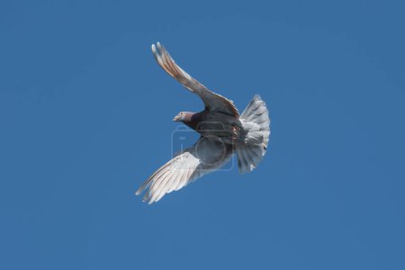 Téléchargez les photos : Un pigeon voyageur rentre à la maison et déploie ses ailes pour atterrir sur un ciel bleu comme arrière-plan - en image libre de droit