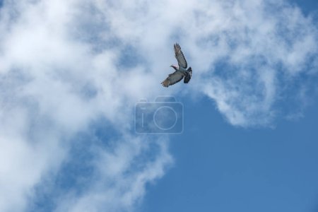 Téléchargez les photos : Un pigeon voyageur rentre à la maison et déploie ses ailes pour atterrir sur un ciel bleu comme arrière-plan - en image libre de droit