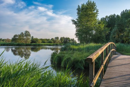Téléchargez les photos : Beau parc paysager, appelé Het Abtwoudse Bos, à la frontière de la ville de Delft, Pays-Bas. La forêt avec de nombreux cours d'eau et de petits ponts a été construite il y a 40 ans. - en image libre de droit