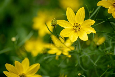Téléchargez les photos : Coreopsis verticillata Grandiflora est une Asteraceae annuelle à fleurs jaunes, une espèce nord-américaine de tiques de la famille des tournesols. - en image libre de droit