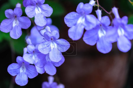 Téléchargez les photos : Fausse violette africaine ou Streptocarpus saxorum avec des fleurs bleu vif sur fond vert foncé, généralement appelé simplement Streptocarpus ou Streps - en image libre de droit