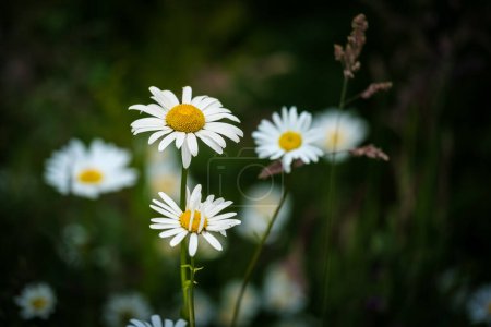 Téléchargez les photos : Fleurs blanches de camomille brillantes, plante à fleurs vivaces. Belles fleurs sauvages sur fond vert foncé abstrait de la nature. Fleurs sauvages en plein air macro - en image libre de droit