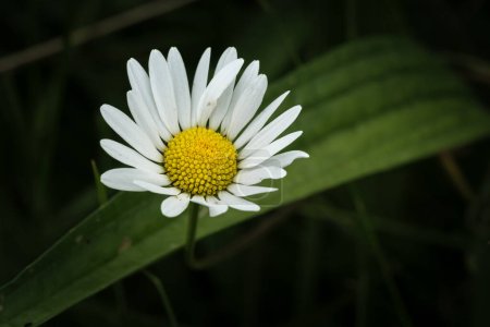Téléchargez les photos : Fleur blanche de camomille brillante, plante à fleurs vivaces. Belle fleur sur fond vert foncé abstrait de la nature. Fleurs sauvages en plein air macro - en image libre de droit