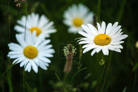 Téléchargez les photos : Fleurs blanches de camomille brillantes, plante à fleurs vivaces. Belles fleurs sauvages avec peu d'insectes sur fond vert foncé abstrait de la nature. Fleurs sauvages en plein air macro - en image libre de droit
