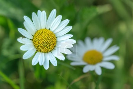 Téléchargez les photos : Fleur de camomille blanche dans un champ, photo macro en plein air de fleurs sauvages par une journée ensoleillée, photo de fond vert naturel d'été avec mise au point douce sélective. - en image libre de droit