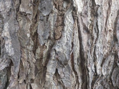Téléchargez les photos : Écorce d'arbre texture, fond - en image libre de droit