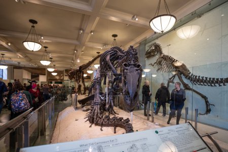 Foto de NUEVA YORK - FEBRERO, 2020: Vista interior del Museo Americano de Historia Natural. Las colecciones del museo contienen más de 32 millones de especímenes. Fundada en 1869 por el presidente Theodore Roosevelt y otros. - Imagen libre de derechos
