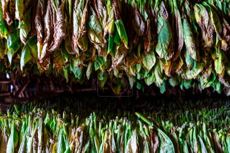 klassische Art des Trocknens von Tabakblättern, hängend in einem dunklen feuchten Schuppen in einem Bauernhof im Vinales-Tal, Pinar del Rio, Kuba.