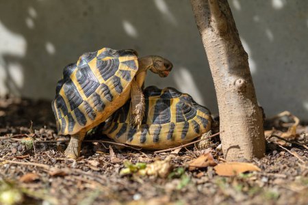 Foto de Un par de tortugas terrestres haciendo el amor al aire libre. Testudo hermanni. - Imagen libre de derechos