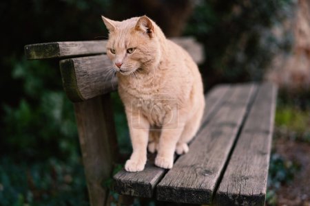 Foto de Gato de pelo rojo descansando en un banco al aire libre. - Imagen libre de derechos
