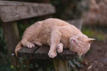 Téléchargez les photos : Chat endormi aux cheveux roux sur un banc à l'extérieur. - en image libre de droit
