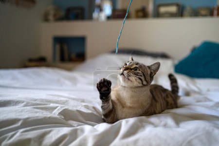 Foto de Joven gato gris divirtiéndose jugando con alambre de lana en la cama. - Imagen libre de derechos