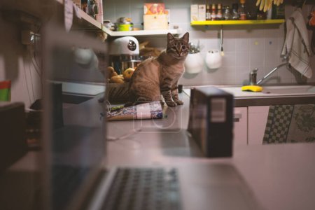 Foto de Joven gato rayado sentarse en la mesa de la cocina en casa. Momento de estilo de vida real. Imagen filtrada. - Imagen libre de derechos