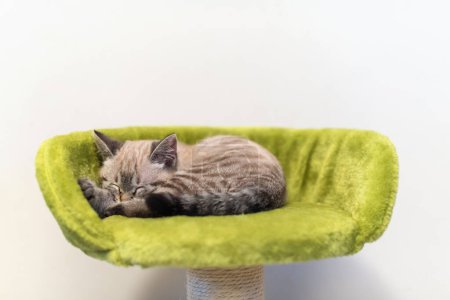 Foto de Poco gris gatito retrato durmiendo
. - Imagen libre de derechos