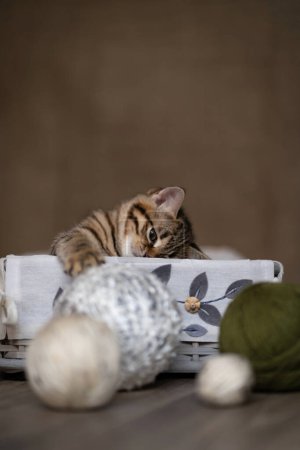 Téléchargez les photos : Petit portrait de chaton gris jouant avec des fils de boule de laine sur fond brun avec espace de copie. - en image libre de droit