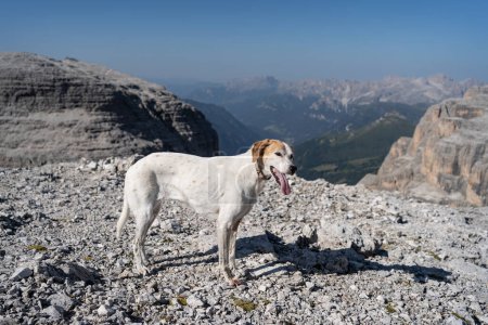 Foto de Perro en las montañas Dolomitas en el Grupo Sella, Italia. - Imagen libre de derechos