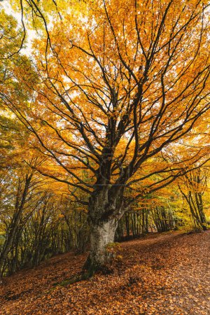 Photo for Monumental tree in autumn with foliage in the Canfaito park. Marche Region, Italy. - Royalty Free Image