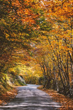 Photo for Country road with autumn foliage. - Royalty Free Image