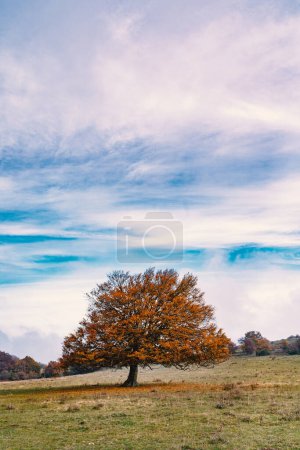 Photo for Monumental tree in autumn with foliage against blue cloudy sky. Copy space. - Royalty Free Image