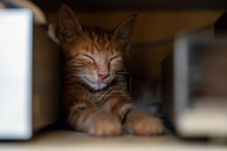 Téléchargez les photos : Chat roux dormant à la maison. Profondeur de champ faible. - en image libre de droit
