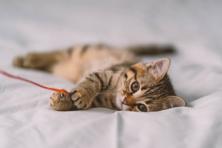 Foto de Pequeño gatito divirtiéndose jugando con alambre de lana en la cama. - Imagen libre de derechos