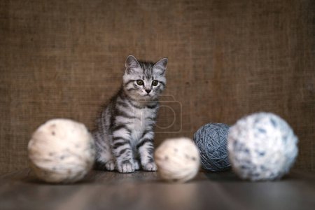 Téléchargez les photos : Petit portrait de chaton gris avec des fils de boule de laine sur fond marron. - en image libre de droit