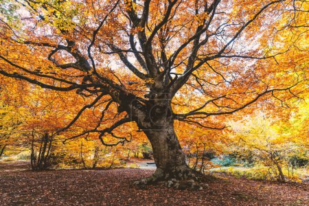 Monumental tree in autumn with foliage in the Canfaito park. Marche Region, Italy.
