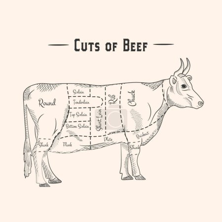 Ilustración de Esquema de cortes de carne de res para filete y asado. Ilustración vectorial
, - Imagen libre de derechos