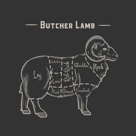 Illustration for Cut of beef set. Poster Butcher diagram and scheme - Lamb. Vintage typographic hand-drawn on a black chalkboard background. Vector illustration, - Royalty Free Image