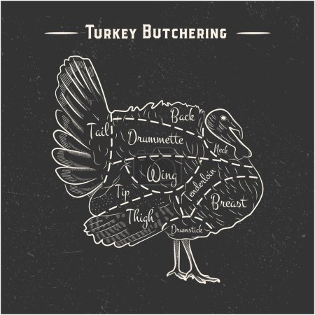 Illustration for TURKEY MALE CUTS SCHEME - blackboard, Grunge texture, - Royalty Free Image