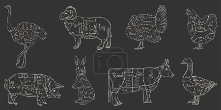 Illustration for A set of animal cuts for the butcher shop. Beef, cow, goose, pork, ram, ostrich, rabbit, rabbit, turkey, chicken. Vector illustration in white lines on dark background, - Royalty Free Image
