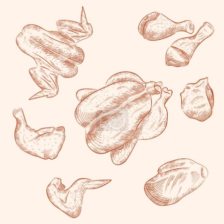 Ilustración de Cortes hechos a mano, carne de pollo. Esbozo de carnicería. Ilustración de vector Vintage
, - Imagen libre de derechos