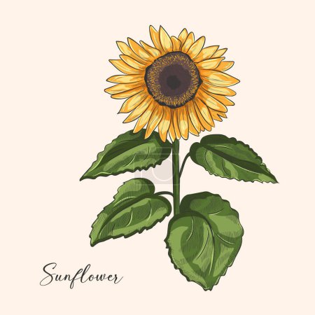Vector vintage print illustrating a large sunflower isolated on a white background. Sunflower in color