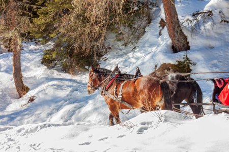 Foto de Caballos en el carro, trineo, paseos en trineo, invierno, nieve, trineo - Imagen libre de derechos