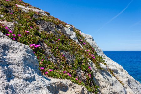 Granitfelsen und die Fuchsienblüte der Hottentot-Feigen bei Capo Sant Andrea im toskanischen Archipel