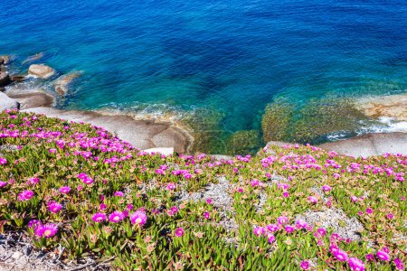granite rocks and the fuchsia flowering of the Hottentot figs at Capo Sant Andrea, in the Tuscan archipelago.